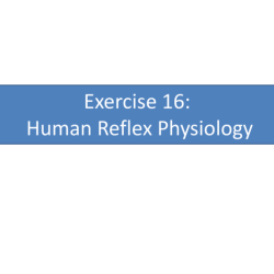 Human reflex physiology exercise 21