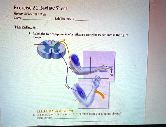 Human reflex physiology exercise 21