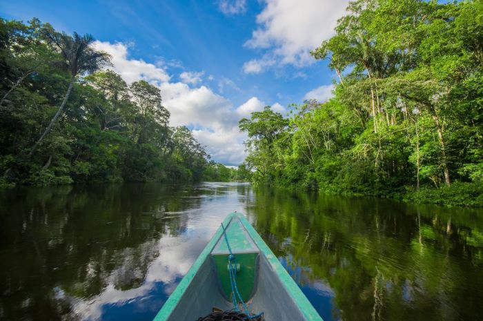 Juanita quiere ir a la selva amazónica para