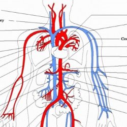 Systemic circuit veins major overview ppt powerpoint presentation figure