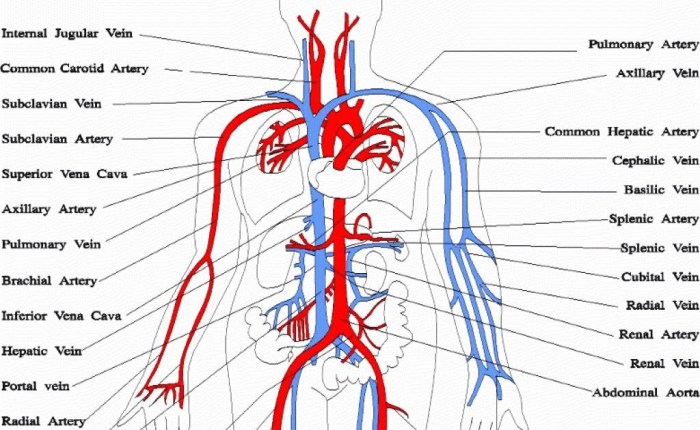 Systemic circuit veins major overview ppt powerpoint presentation figure