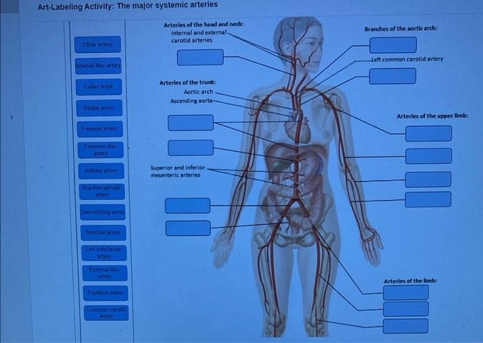 Art-labeling activity the major systemic arteries