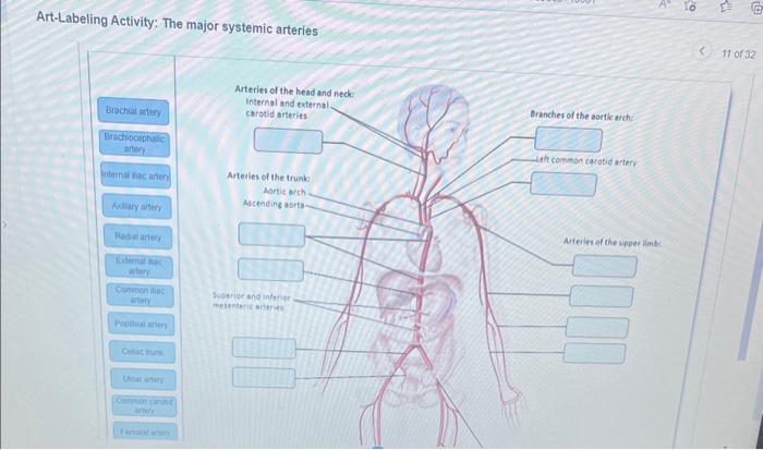 Art-labeling activity the major systemic arteries