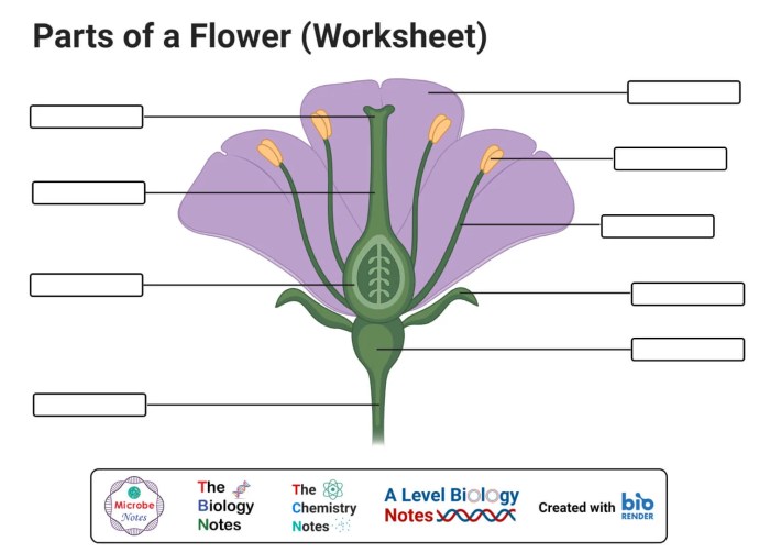 Flower structure and reproduction worksheet answers