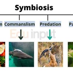 Symbiotic relationships predation and competition worksheet answers