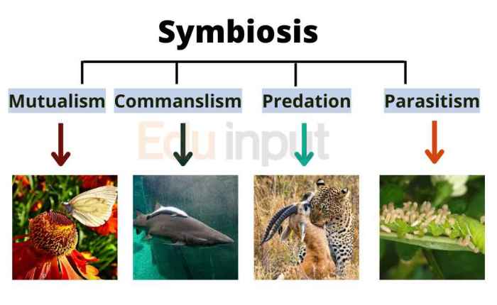 Symbiotic relationships predation and competition worksheet answers