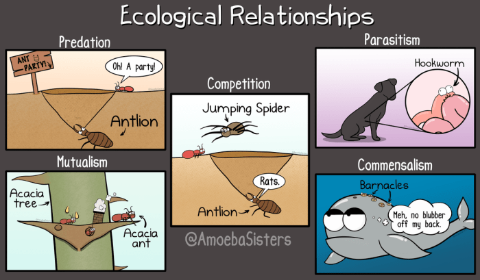 Symbiotic relationships predation and competition worksheet answers