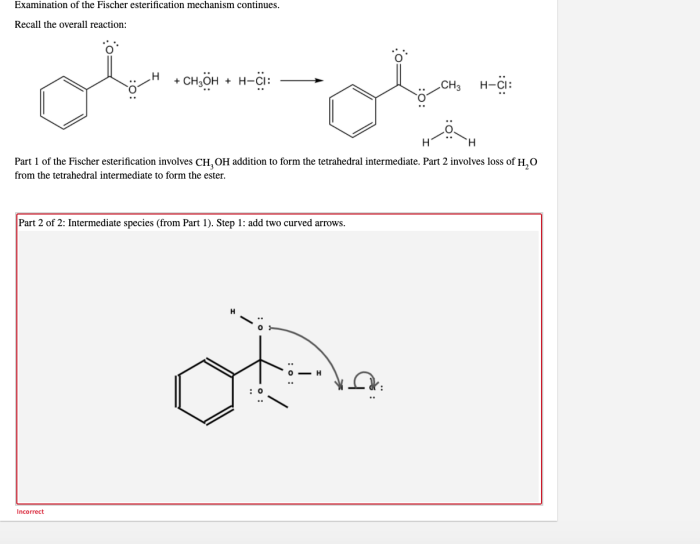 Examination of the fischer esterification mechanism continues