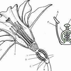 Flower structure and reproduction worksheet answers