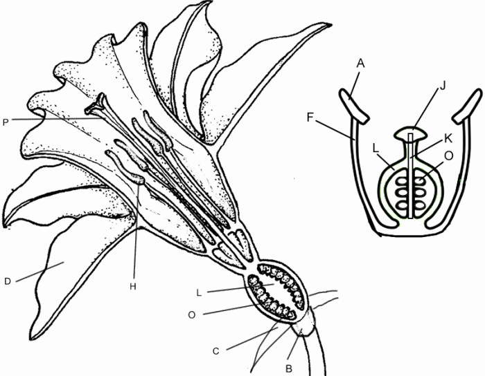 Flower structure and reproduction worksheet answers